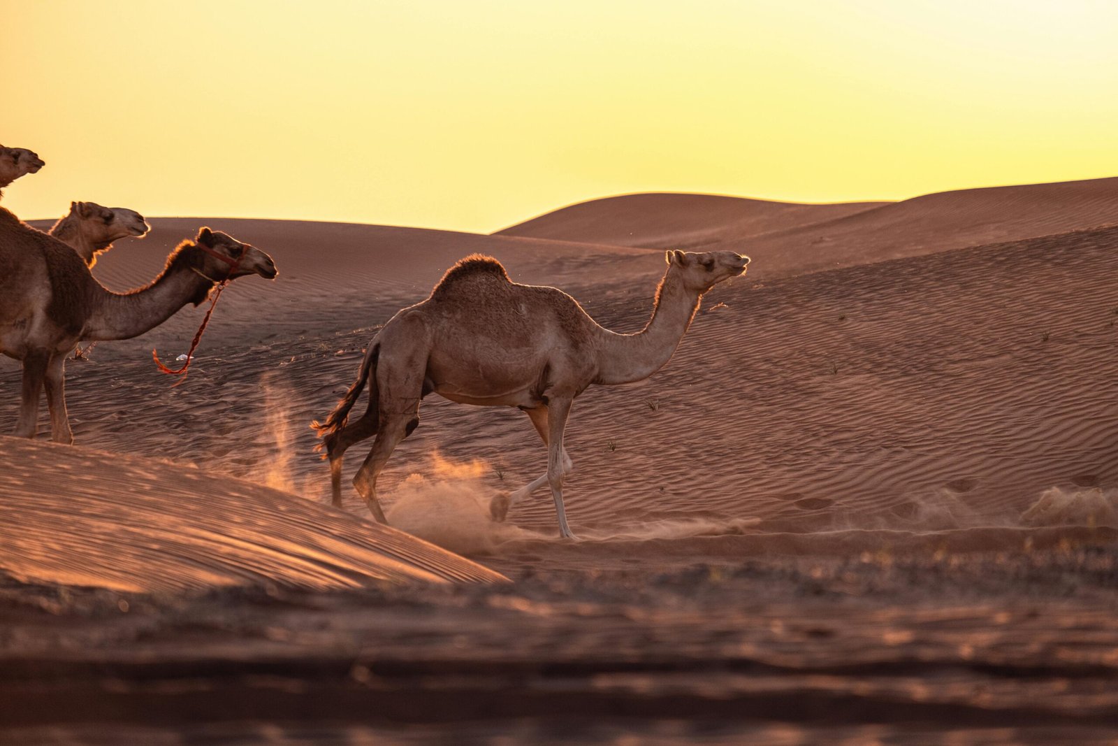 A caravan of camels crossing golden desert sands at sunset
