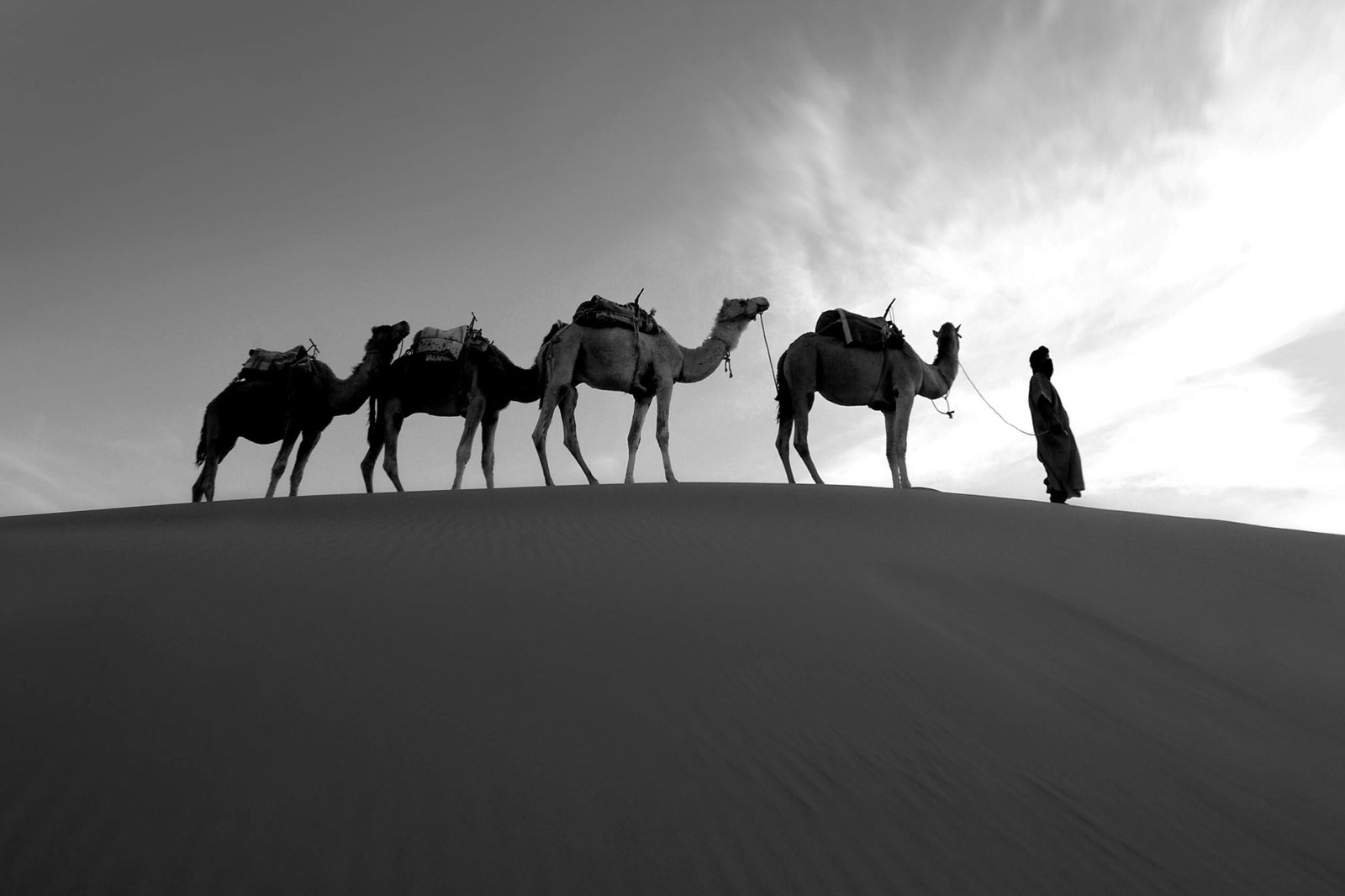A line of camels silhouetted against orange Saharan dunes