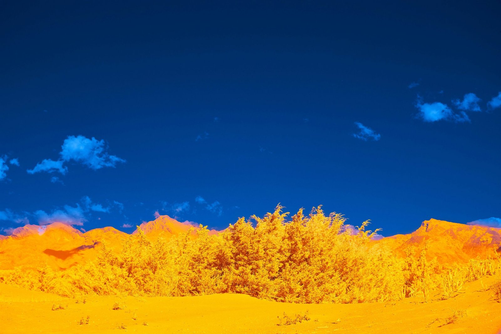 A stunning wide-angle shot of golden desert dunes under a bright blue sky.