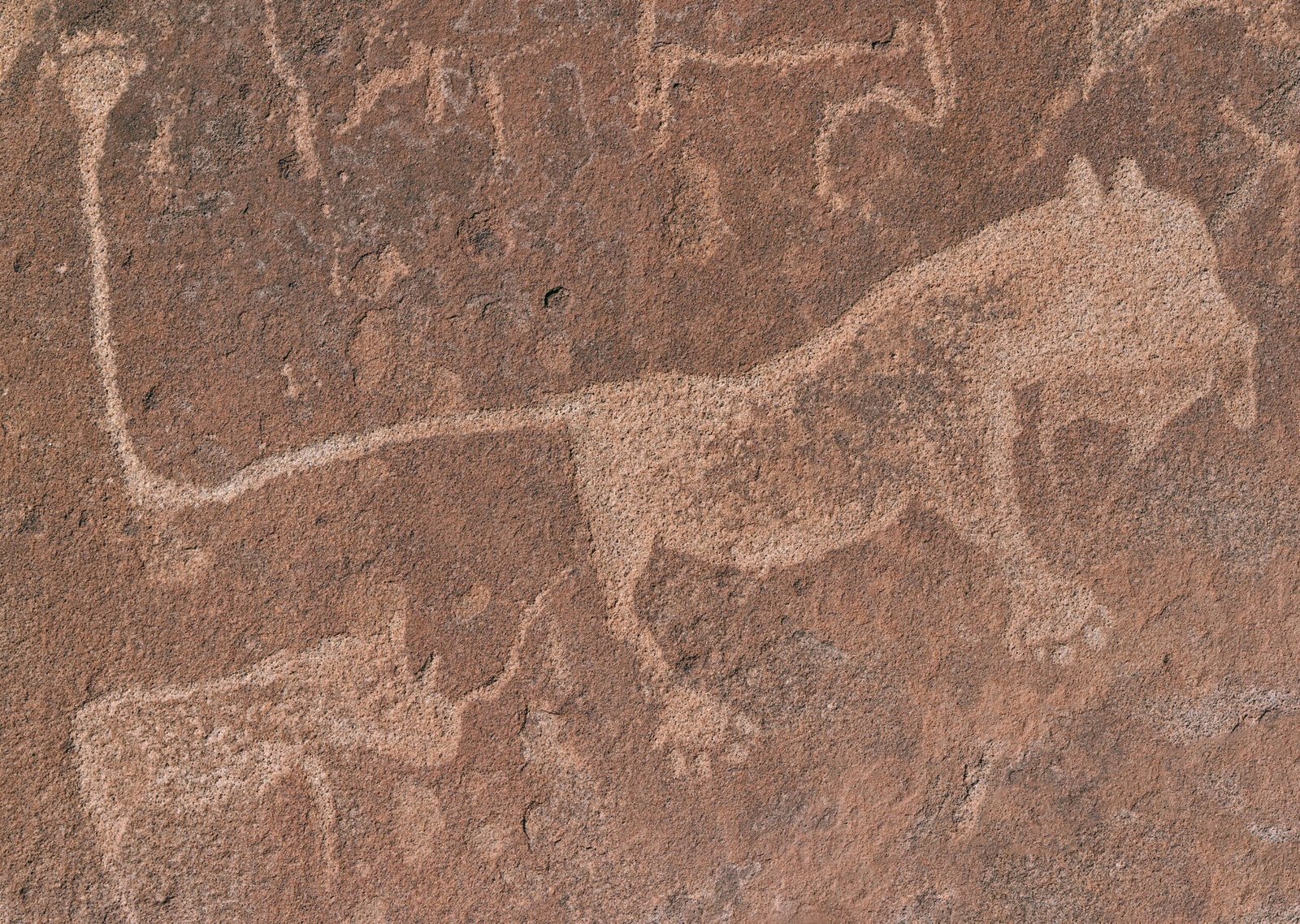 Ancient petroglyphs found during a guided desert safari