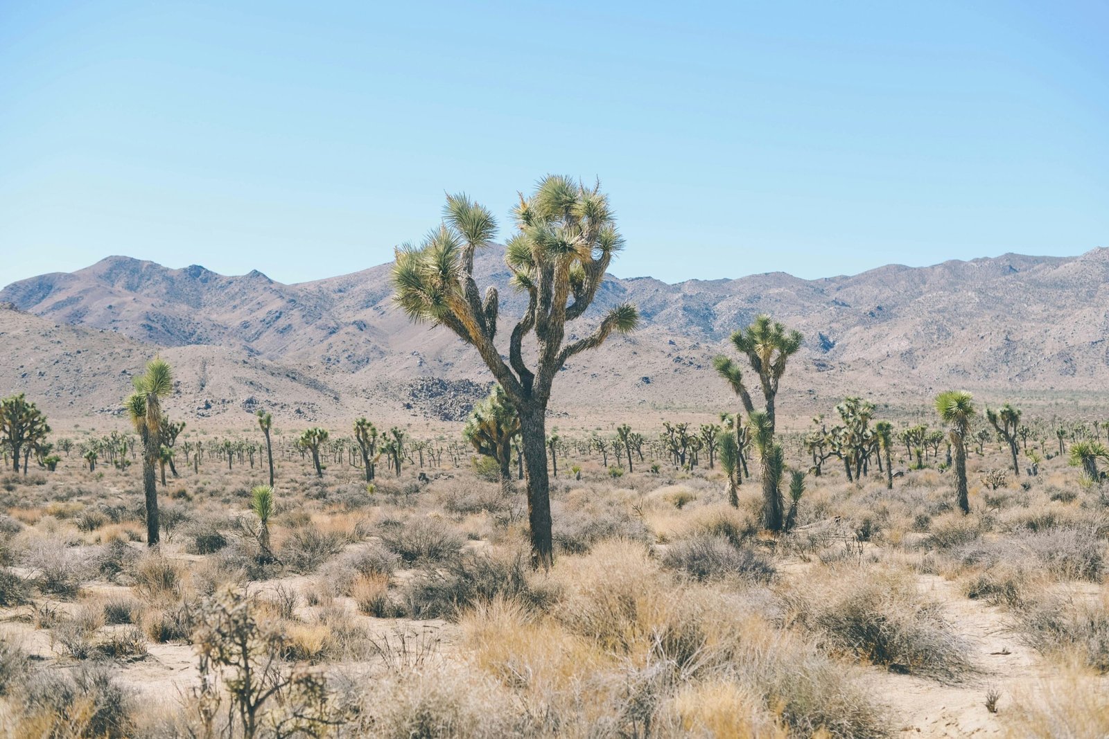 desert landscape conservation