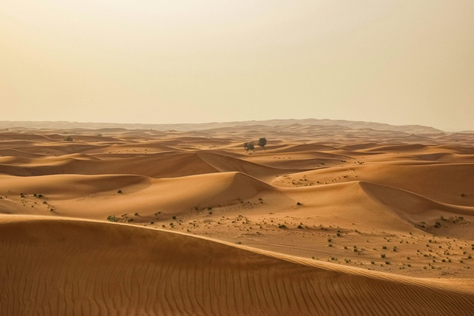 Dubai's successful restoration of desert vegetation through community involvement