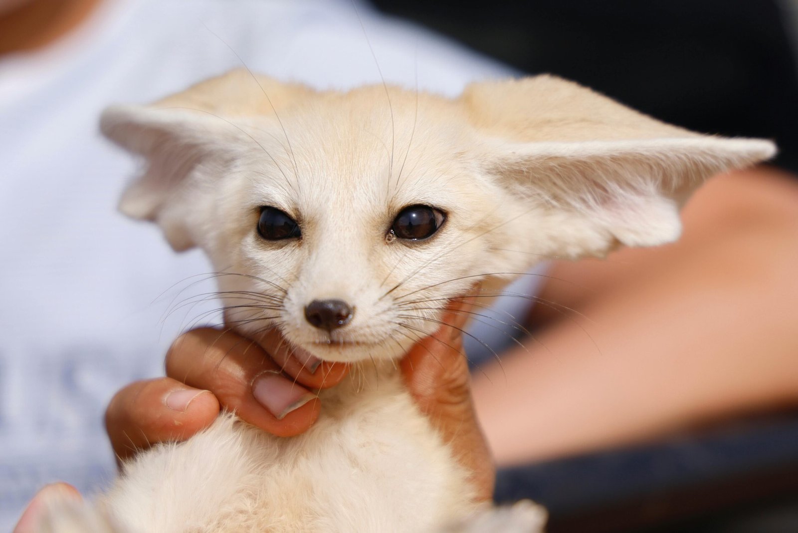 Fennec Fox Spotted in Sahara Desert