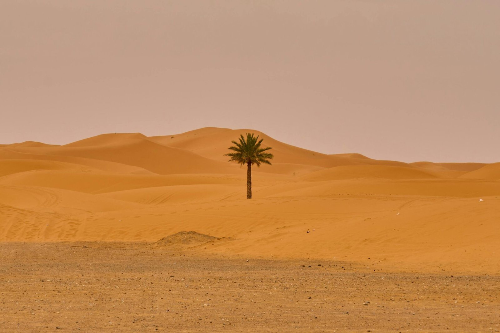 Lush palm trees at a hidden desert oasis surrounded by golden dunes