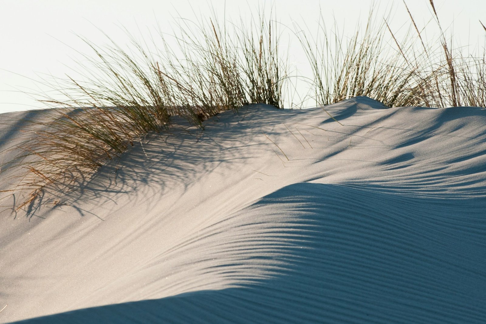 desert safari dunes at sunset