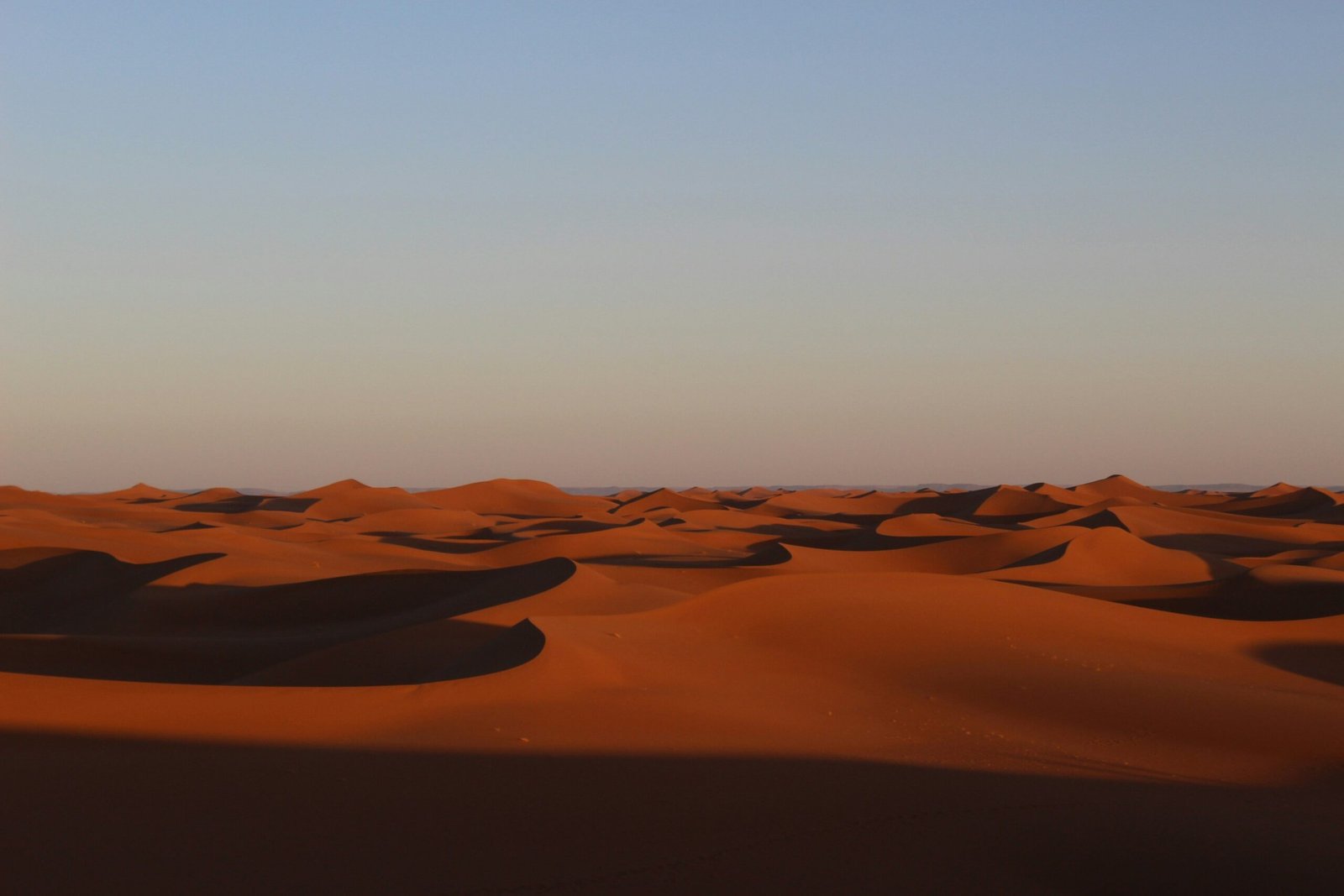 Camels walking across vast golden Saharan dunes during sunset
