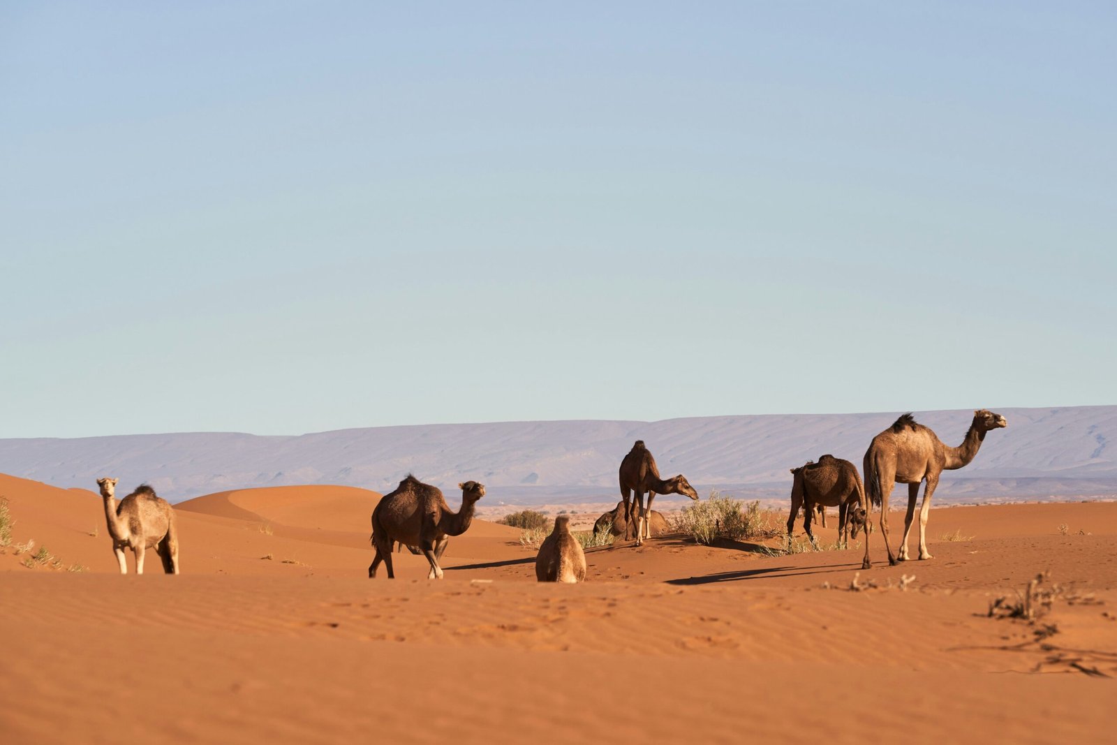 Sand Trekking Safari: The Ultimate Guide to Thrilling Desert Adventures