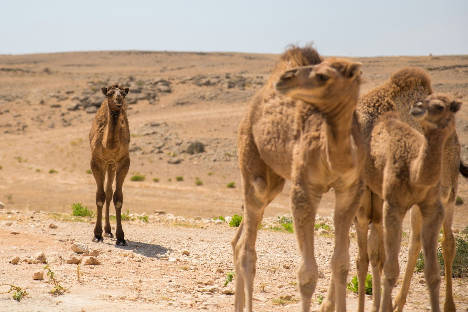 A Bedouin guide riding alongside a camel across golden sands with mountains in the background.