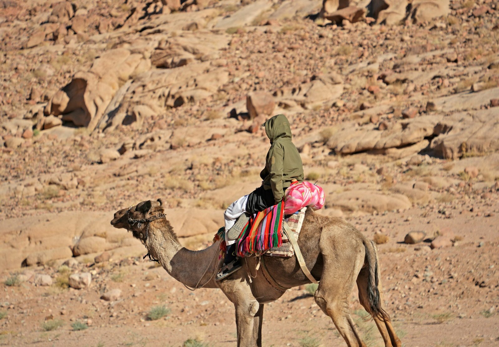 Desert sunset with silhouettes of camels walking along a ridge