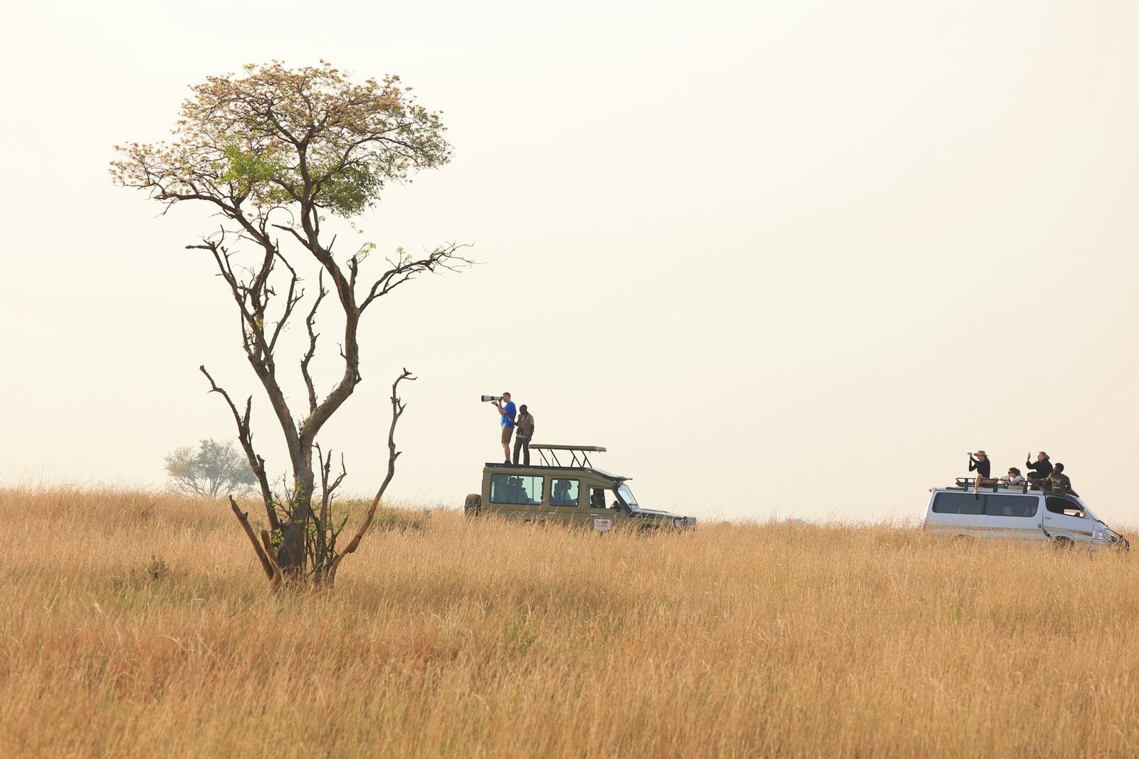 Desert Wildlife Sand Safari: Unlocking the Secrets of Nature's Hidden Gems
