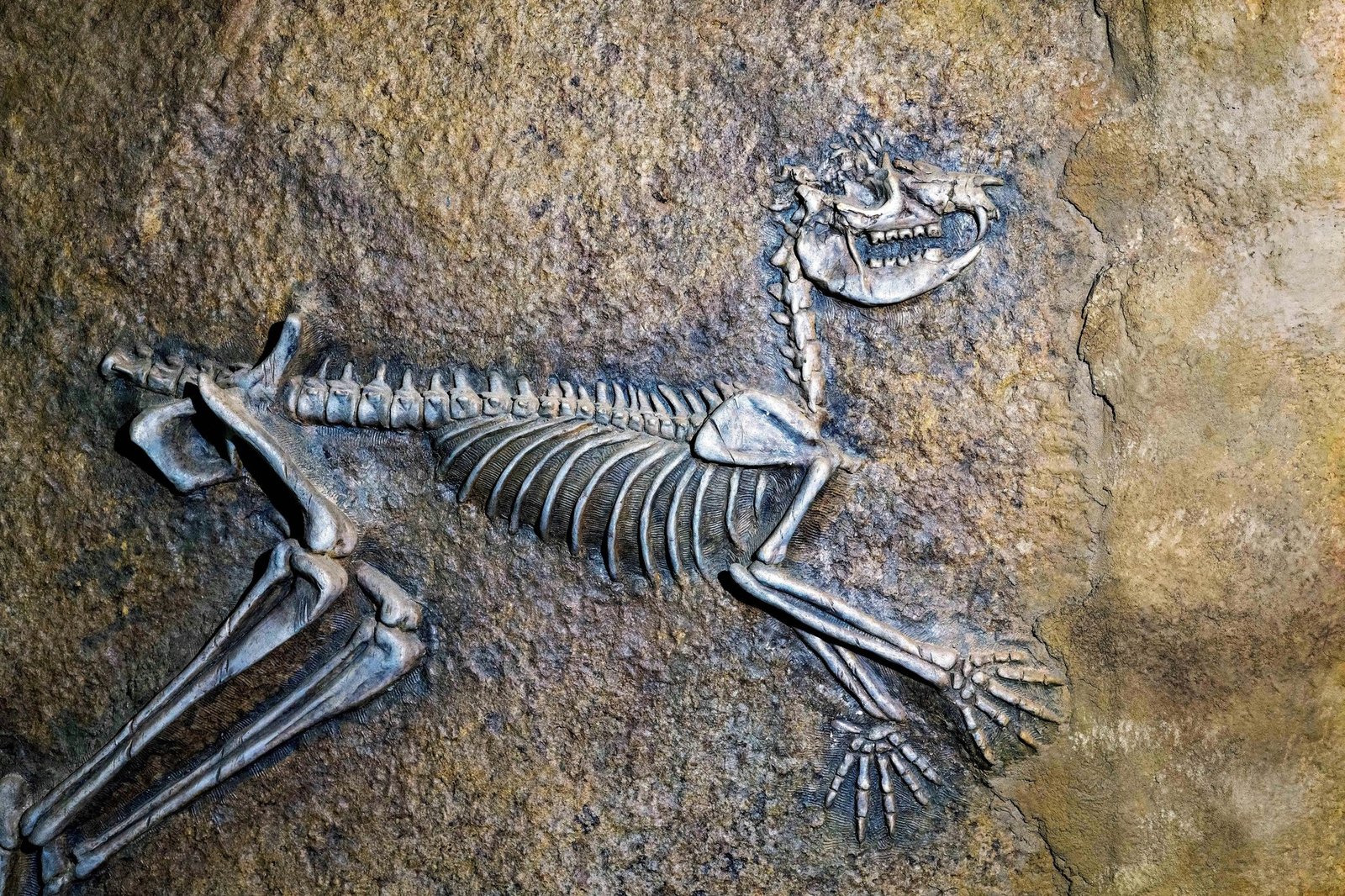 Dinosaur bones partially exposed in desert sand