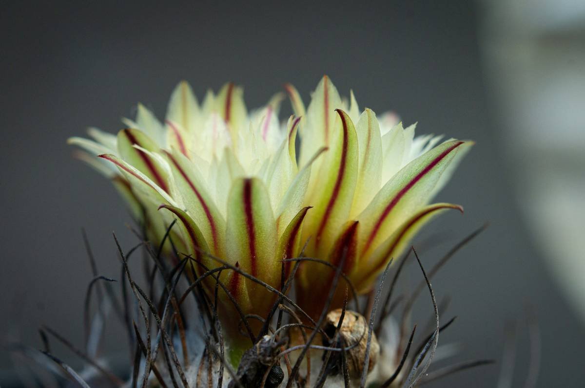 Fields of orange California poppies during a super bloom event
