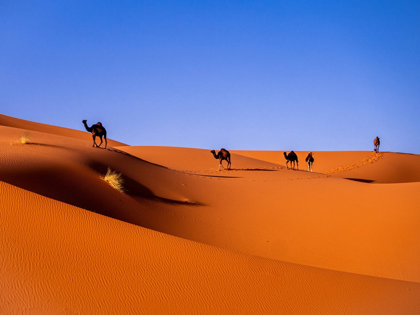 Stunning landscape of the Sahara Desert with rolling golden sand dunes under a bright blue sky