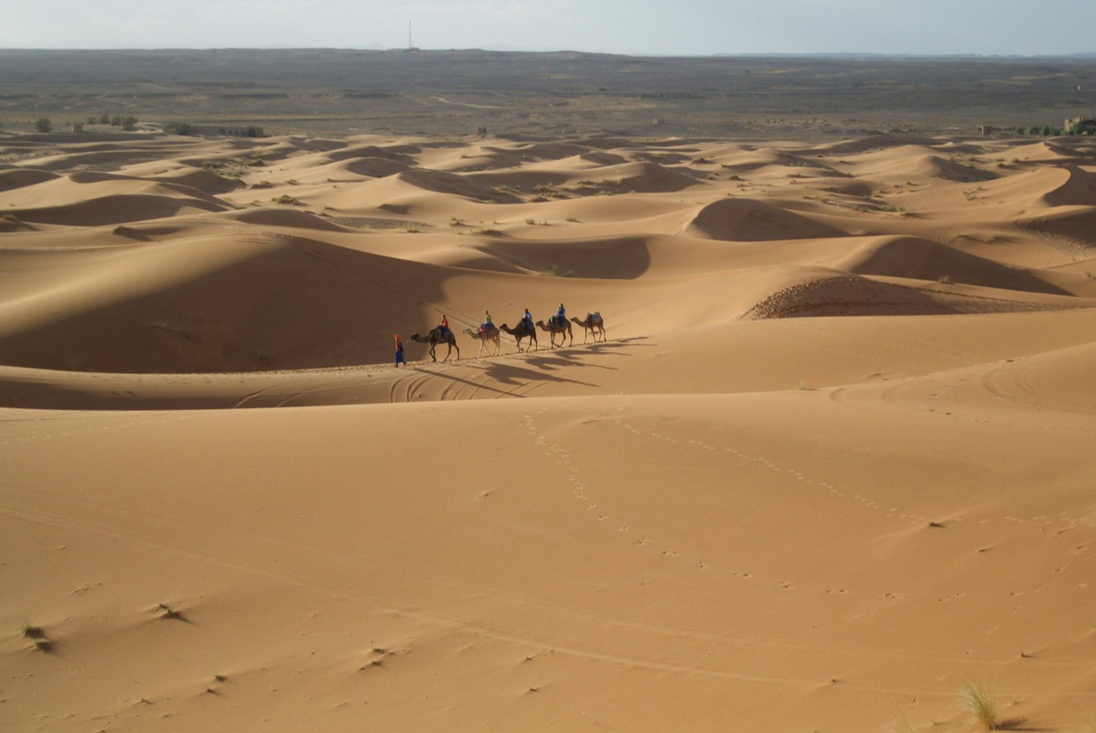 Tour guide explaining desert flora to group of tourists