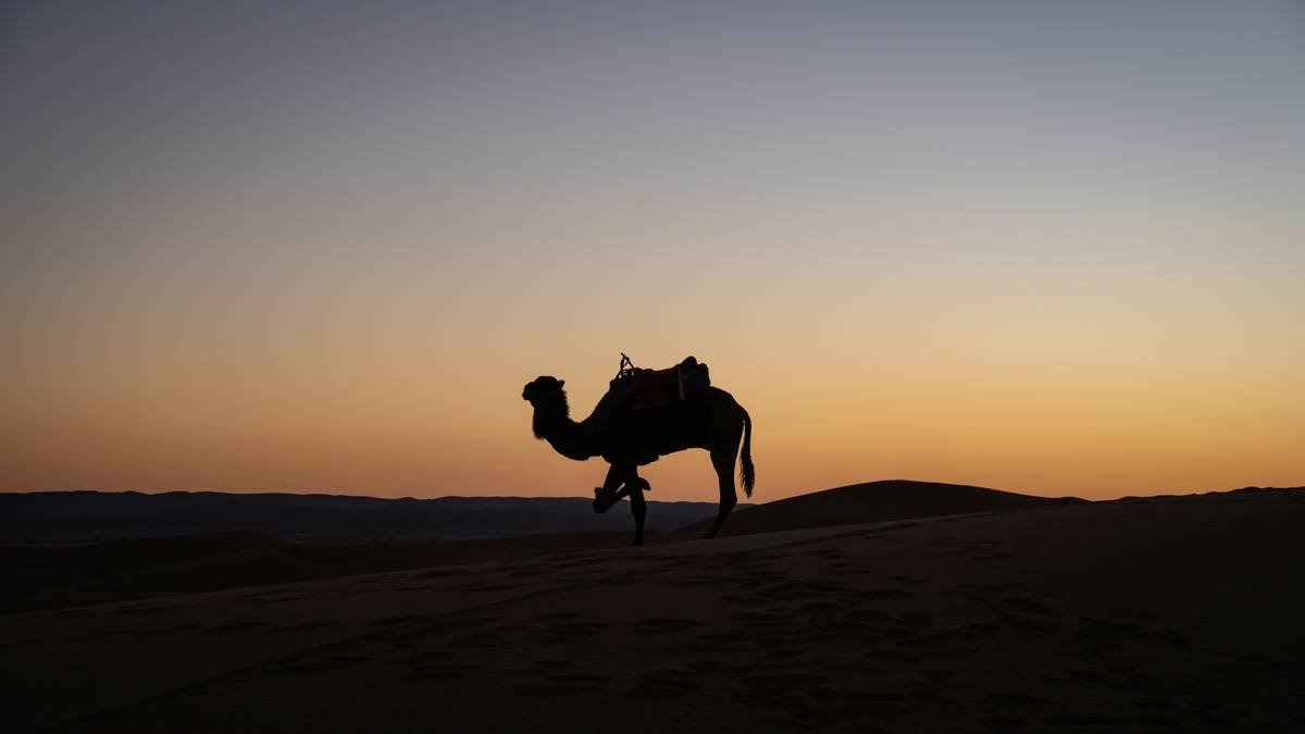 Tourists gazing at stars in the Sahara Desert
