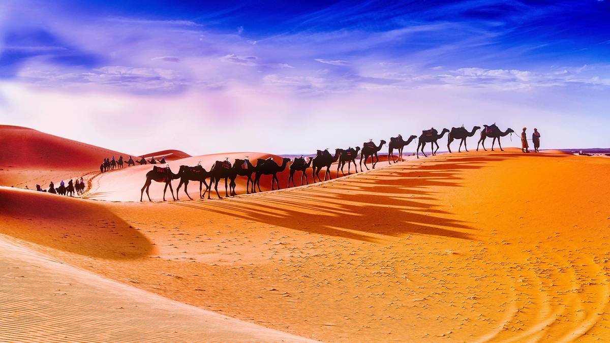 A group of tourists riding camels across the Sahara Desert