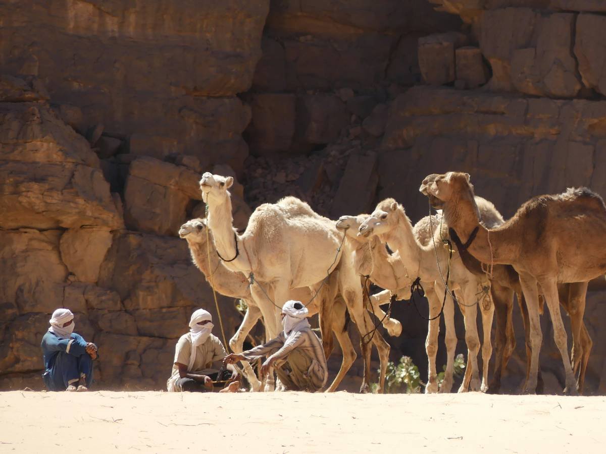 A traveler wearing sunglasses and a scarf prepares for their camel ride.