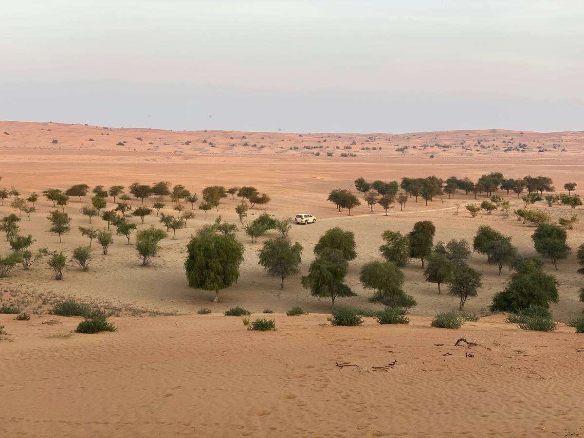 Golden sand dunes stretching endlessly toward the horizon