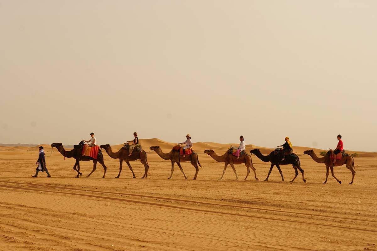 Golden sunrise over vast desert dunes with camel silhouettes