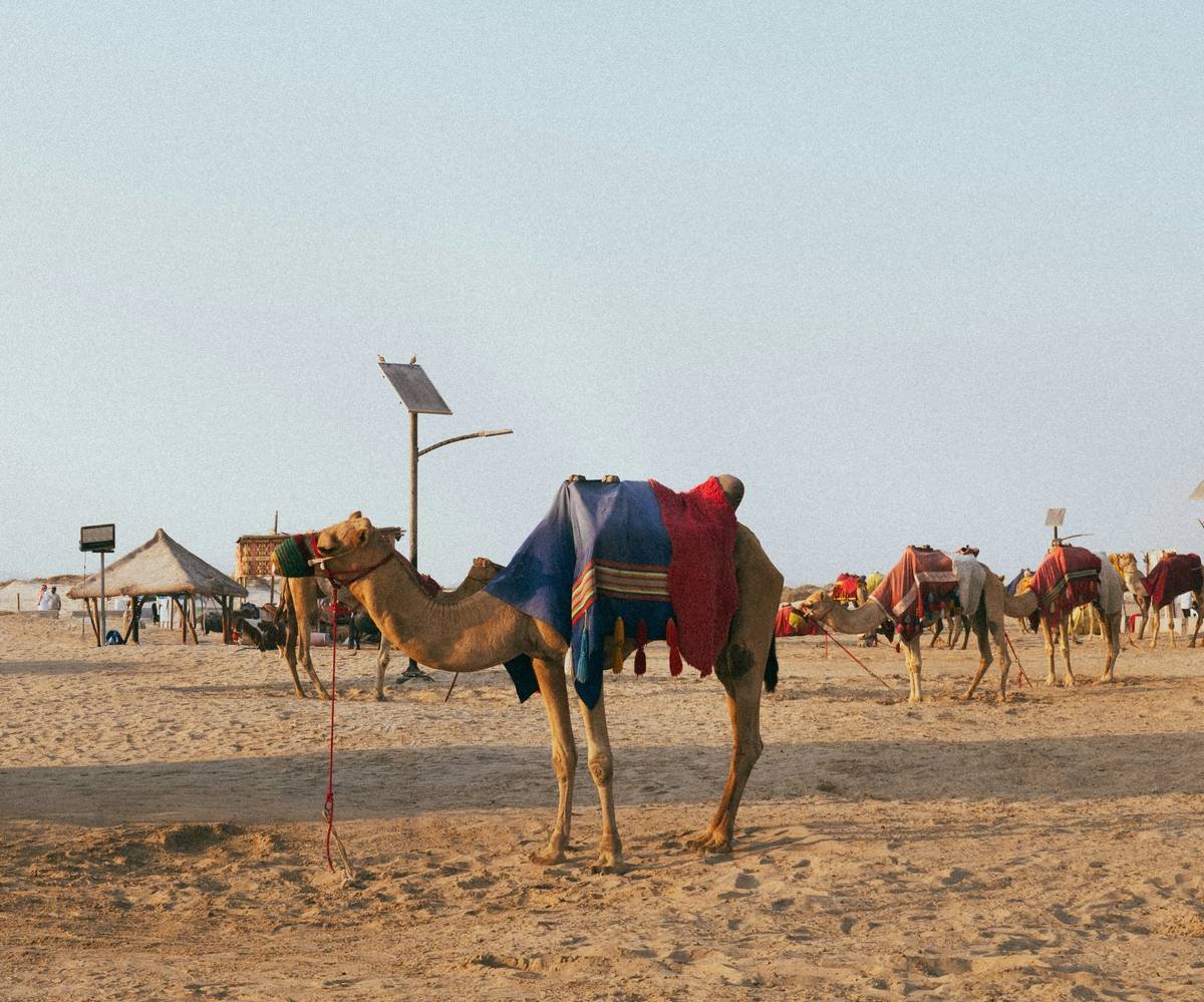 Tourists riding camels through the desert during sunset