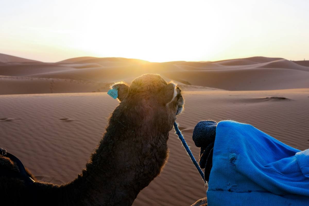 Heritage Sahara Tour: Your Ultimate Guide to Desert Safaris