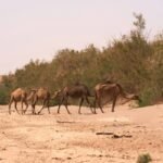 The Majestic Sahara Quest: Unveiling the Ultimate Desert Safari Adventure