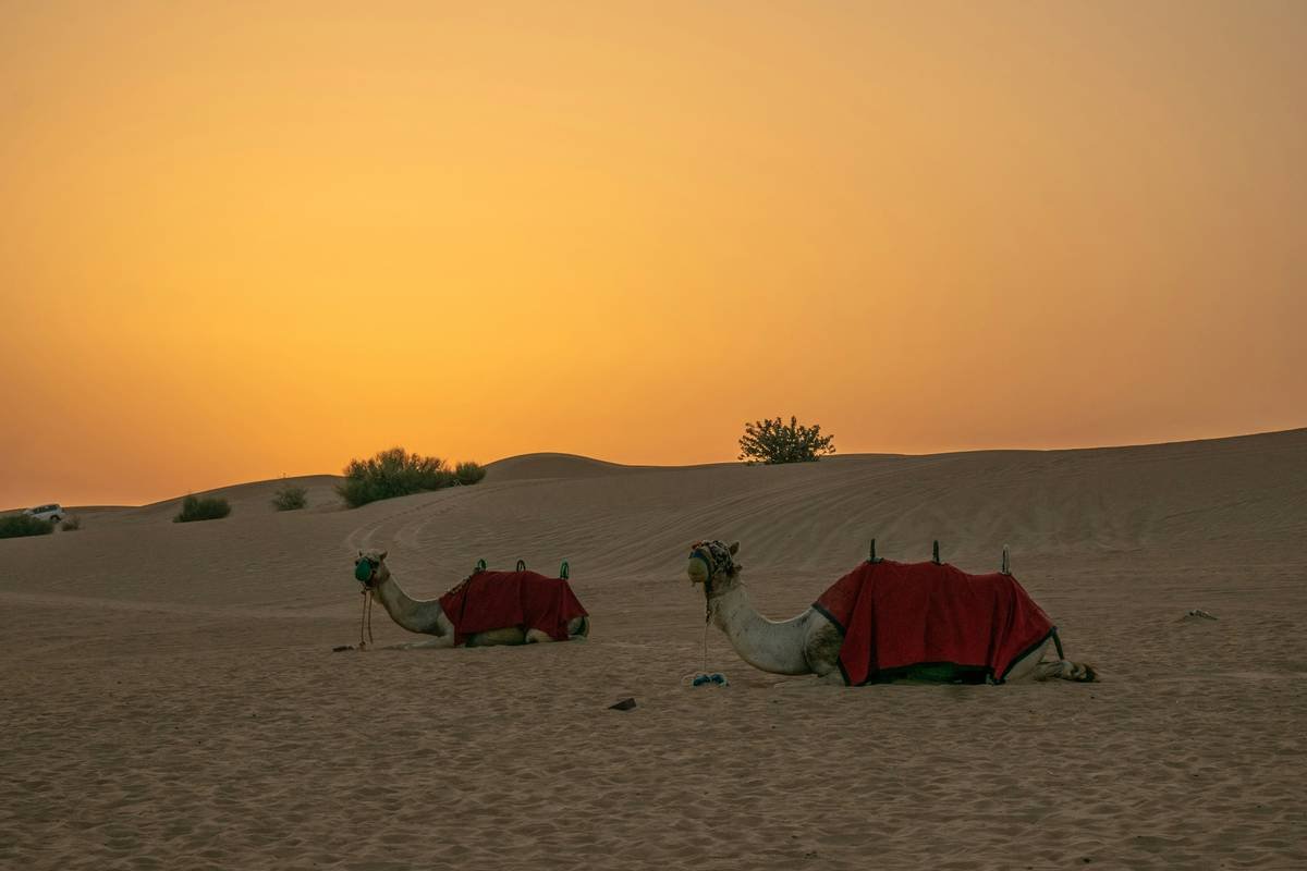 Desert Safari Camel Ride: Your Ultimate Guide to an Authentic & Ethical Experience