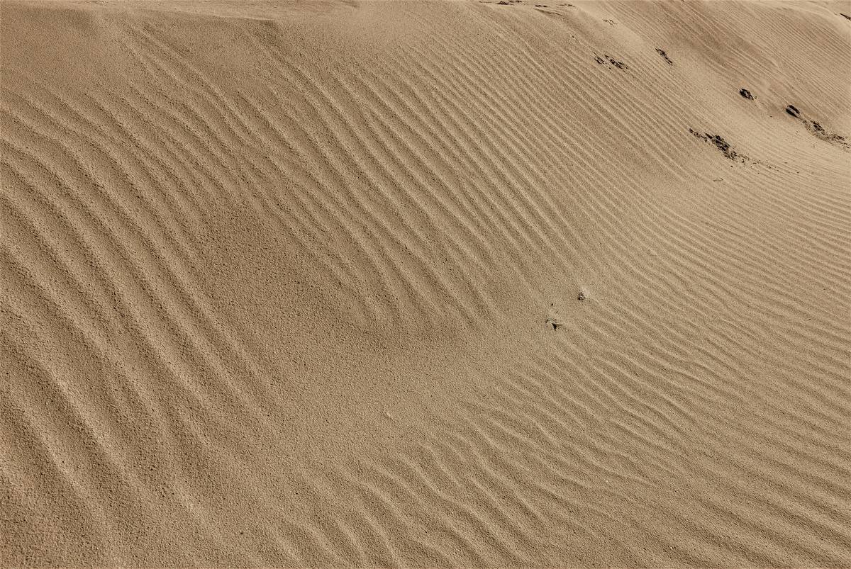 Geology Sand Explorer: Unearth the Secrets Beneath Every Desert Dune