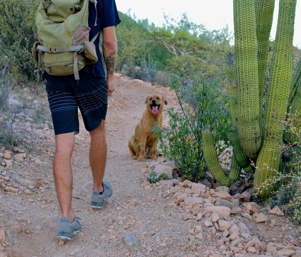 Infographic showing temperature ranges, UV index levels, and fabric performance comparisons for desert hiking outfits
