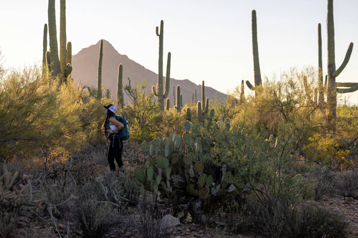 Desert Mountain Hiking Trails: Your Ultimate Guide to Rugged Beauty and Safe Adventure